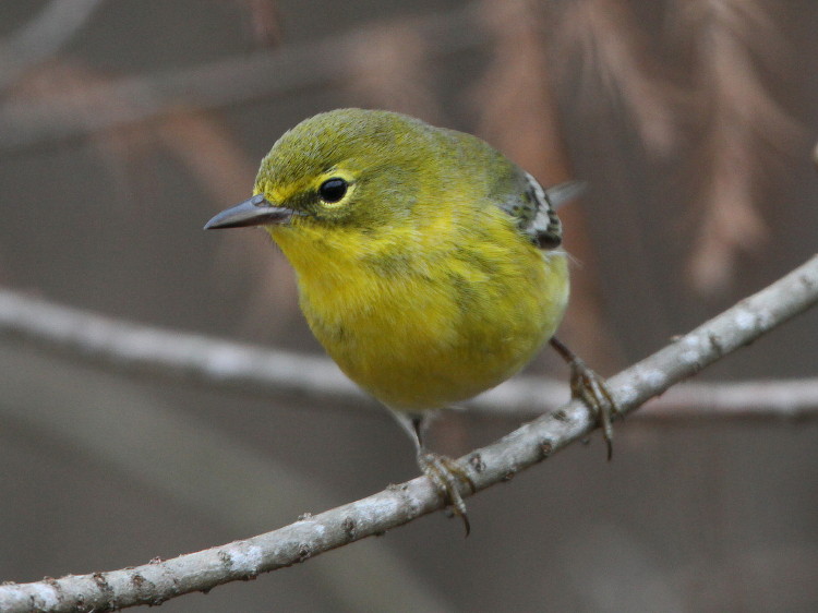 Pine Warbler