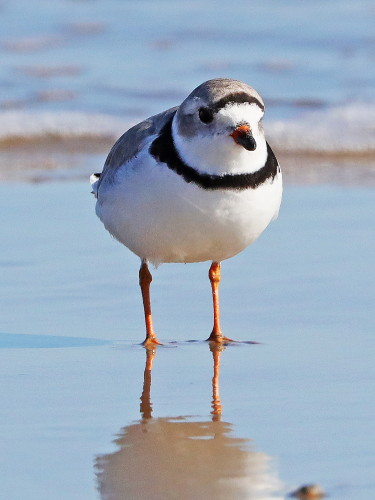 Piping Plover