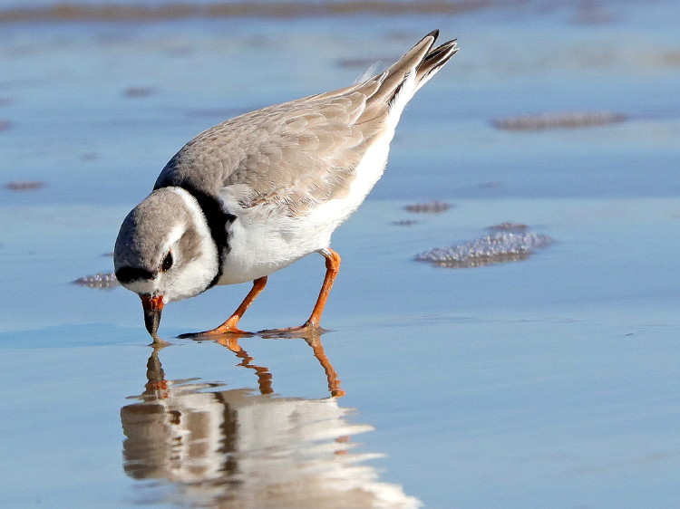 Piping Plover