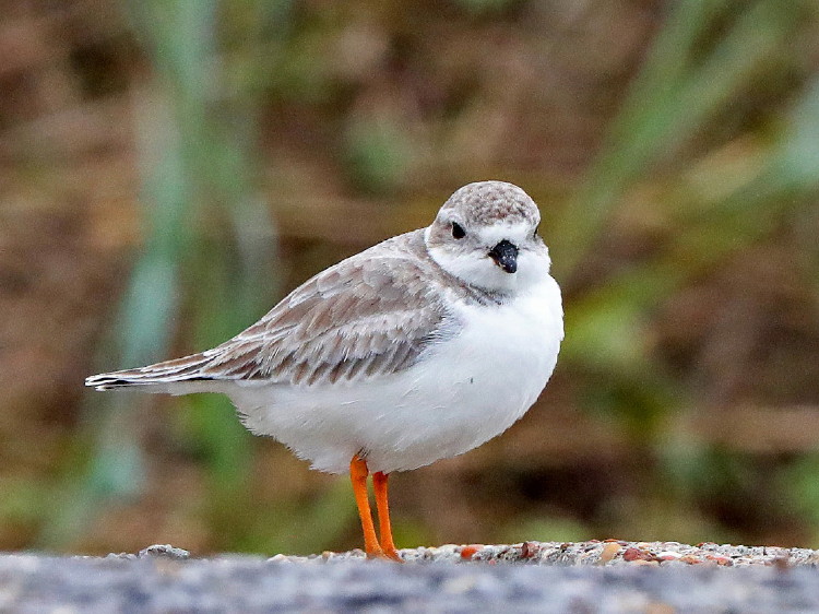 Piping Plover