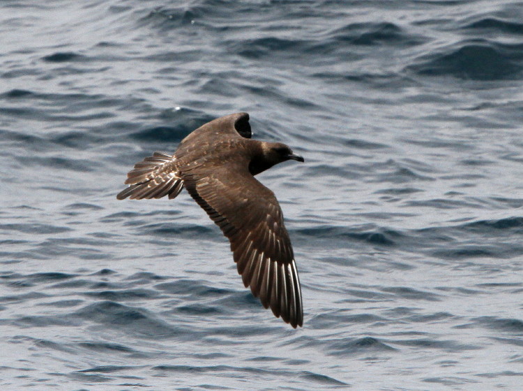 Pomarine Jaeger