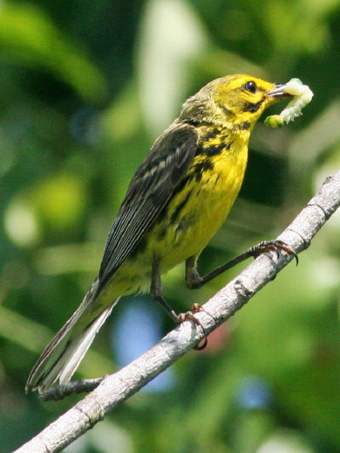 Prairie Warbler