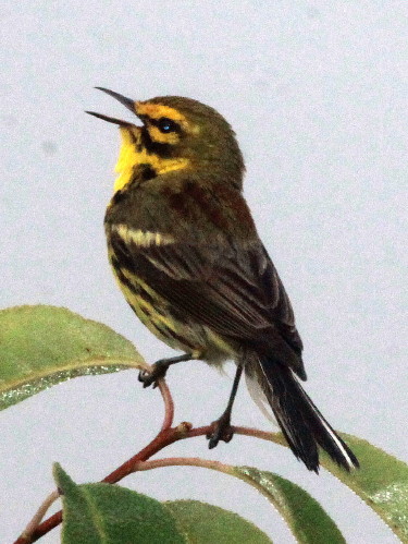 Prairie Warbler