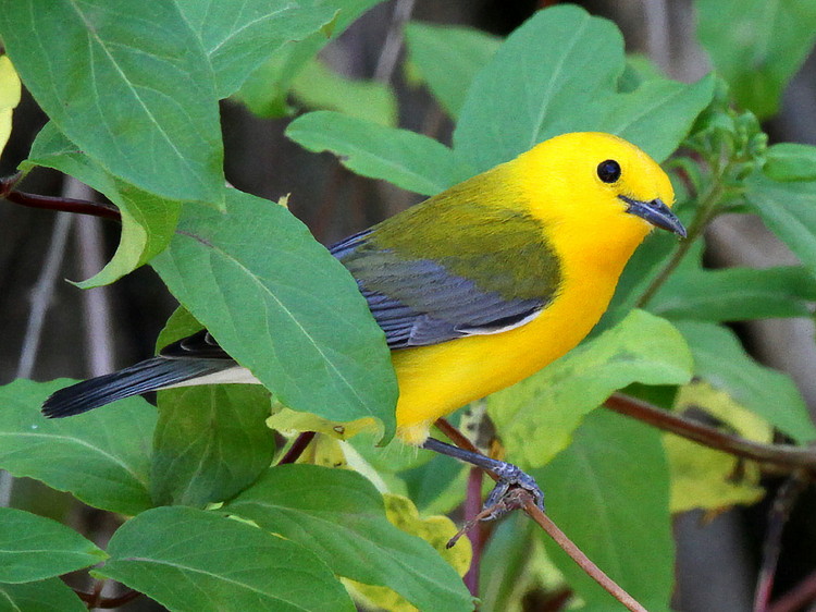 Prothonotary Warbler