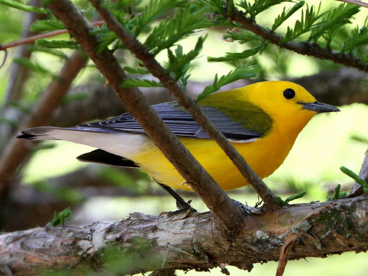 Prothonotary Warbler