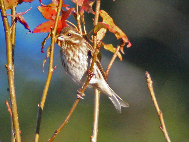 Purple Finch (female)
