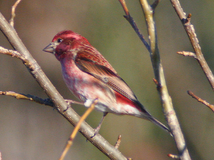 Purple Finch (male)