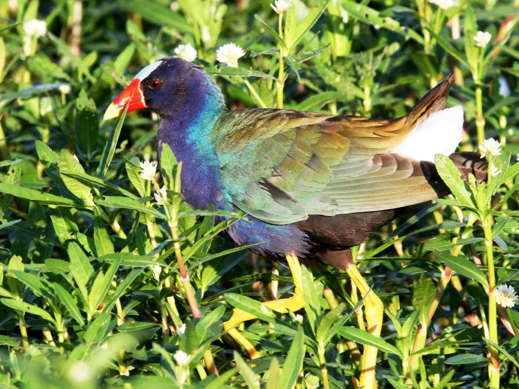 Purple Gallinule