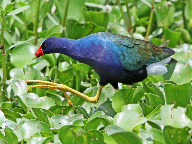Purple Gallinule