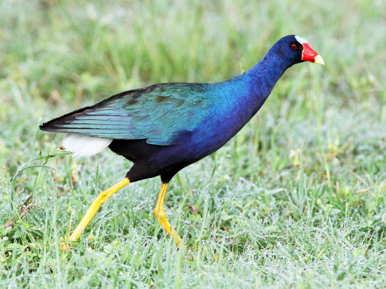 Purple Gallinule