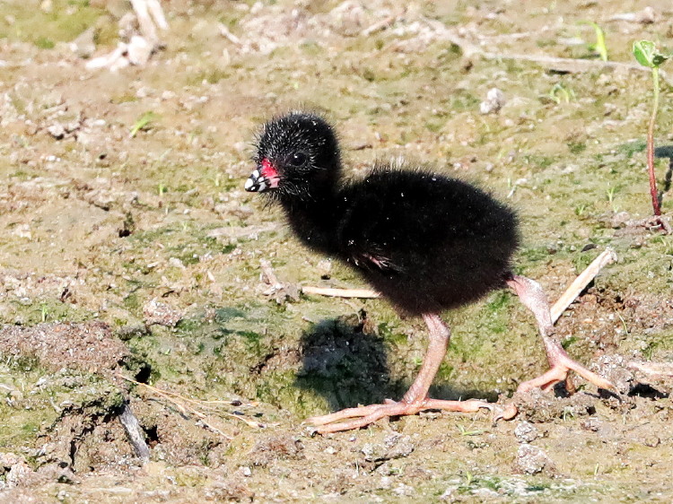 Purpile Gallinule Chick