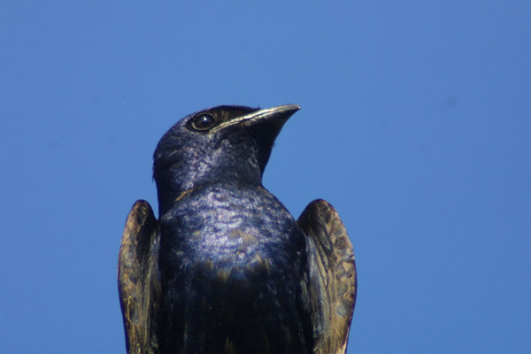 Purple Martin
