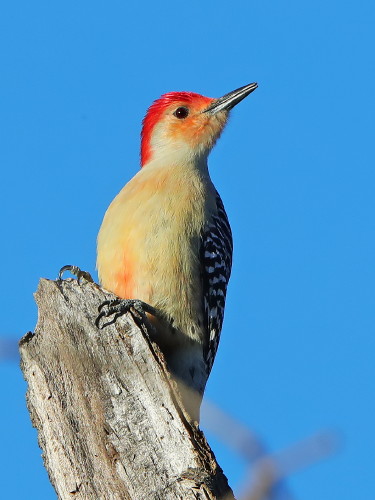 Red-bellied Woodpecker