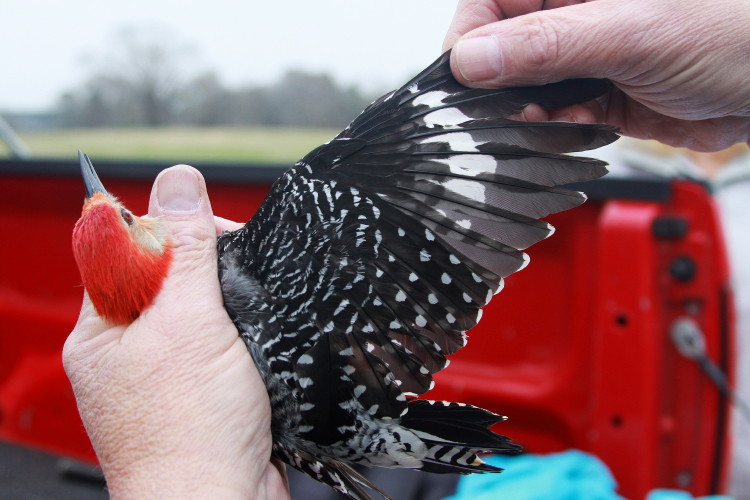 Red-bellied Woodpecker