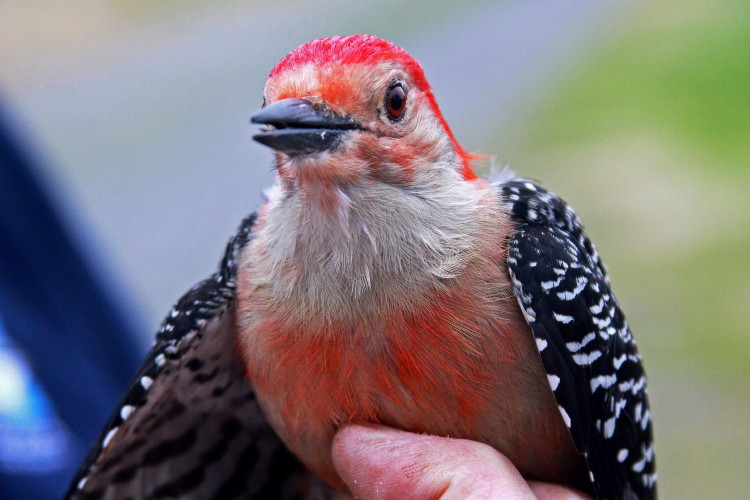 Red-bellied Woodpecker