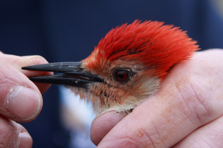Red-bellied Woodpecker