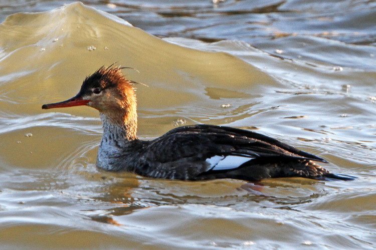 Red-breasted Merganser