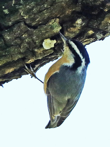 Red-breasted Nuthatch