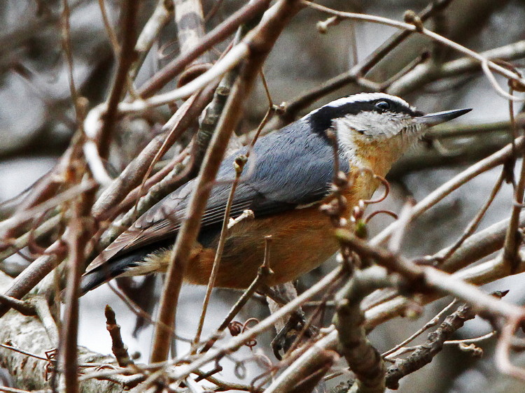 Red-breasted Nuthatch