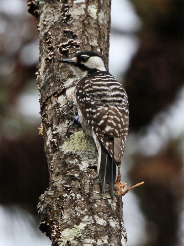 Red-cockaded Woodpecker