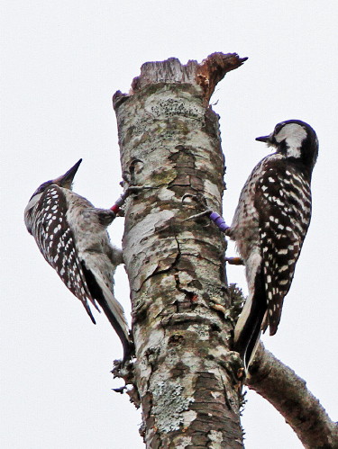 Red-cockaded Woodpecker