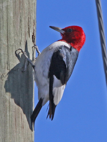 Red-headed Woodpecker