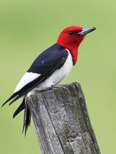 Red-headed Woodpecker