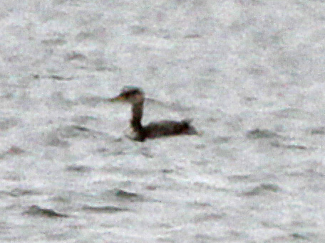 Red-Necked Grebe