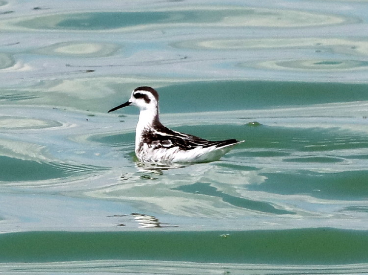 Red-necked Phalarope