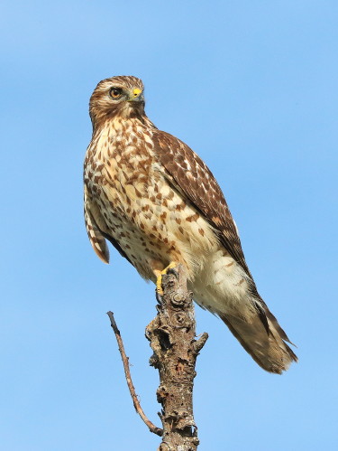 Red-shouldered Hawk