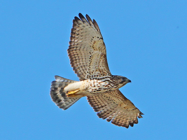 Red-shouldered Hawk