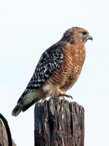 Red-shouldered Hawk