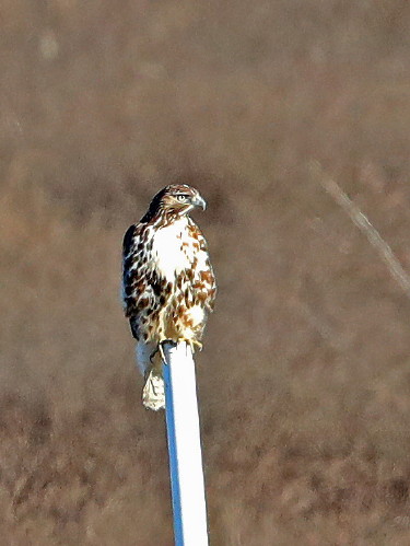 Red-tailed Hawk, light morph immature