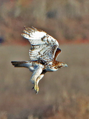Red-tailed Hawk, light morph immature