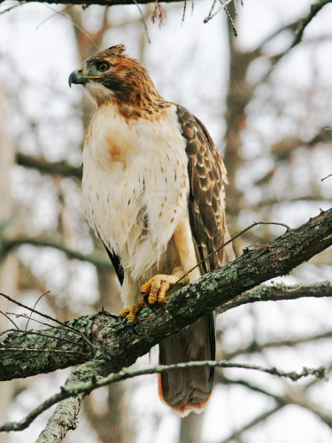 Red-tailed Hawk