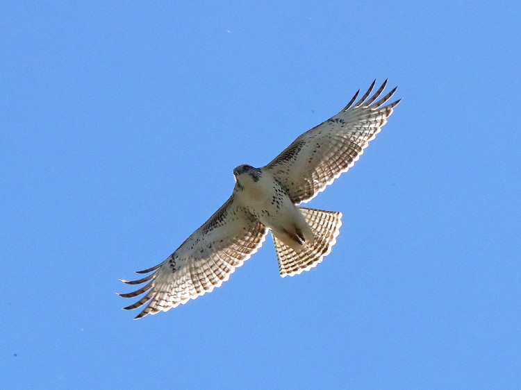 Red-tailed Hawk