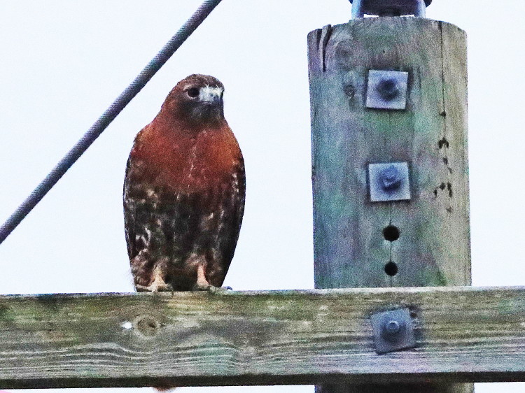 Red-tailed Hawk, Calurus