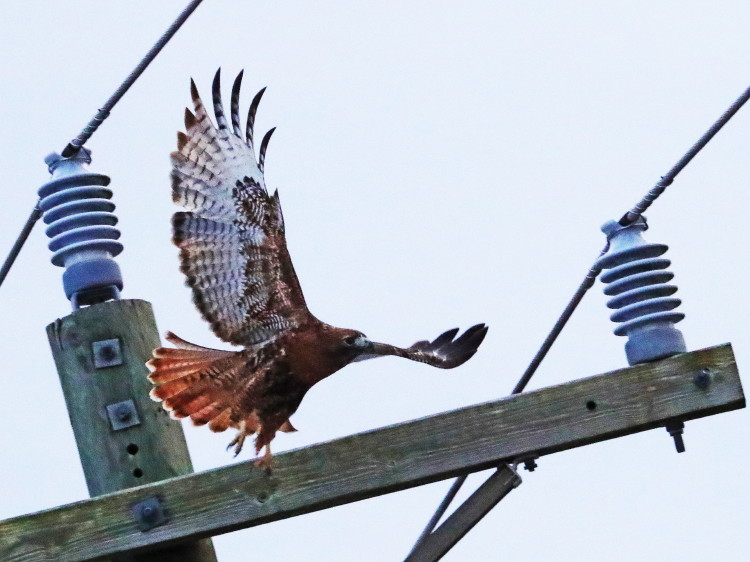 Red-tailed Hawk, Calurus