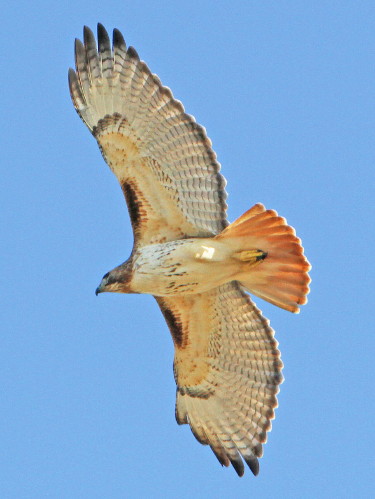Red-tailed Hawk