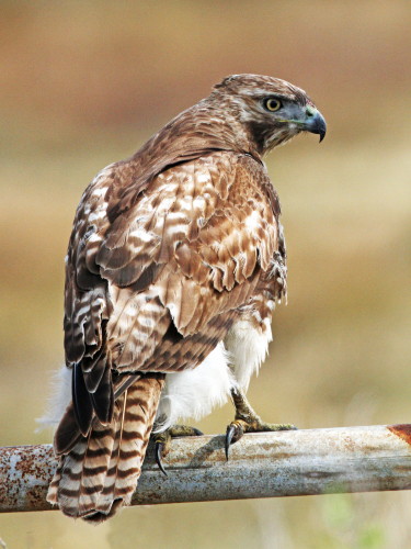 Red-tailed Hawk