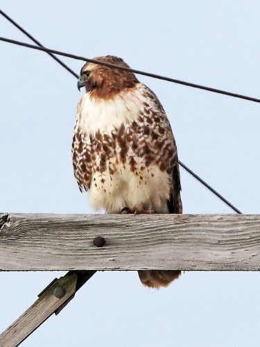 Red-tailed Hawk