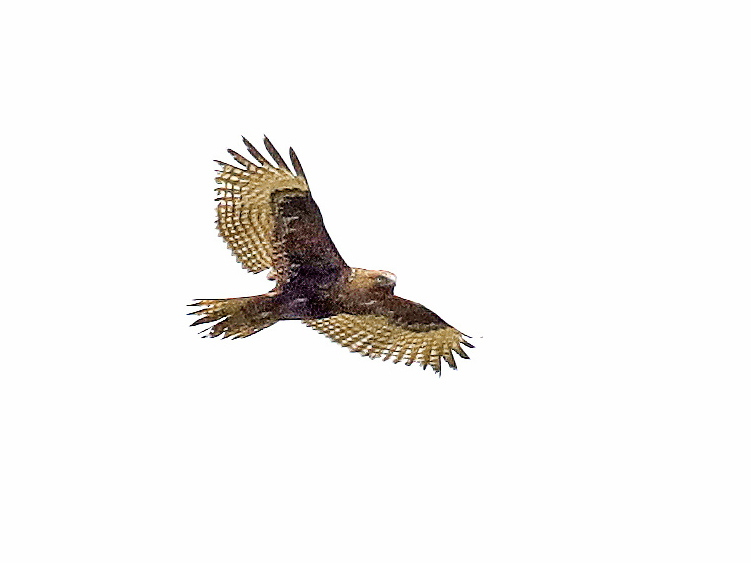 Red-tailed Hawk (Harlan's)