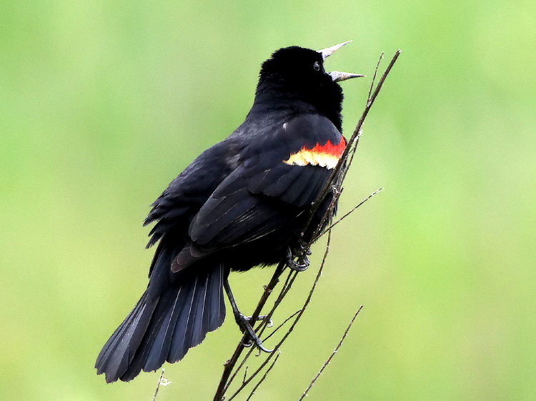 Red-winged Blackbird
