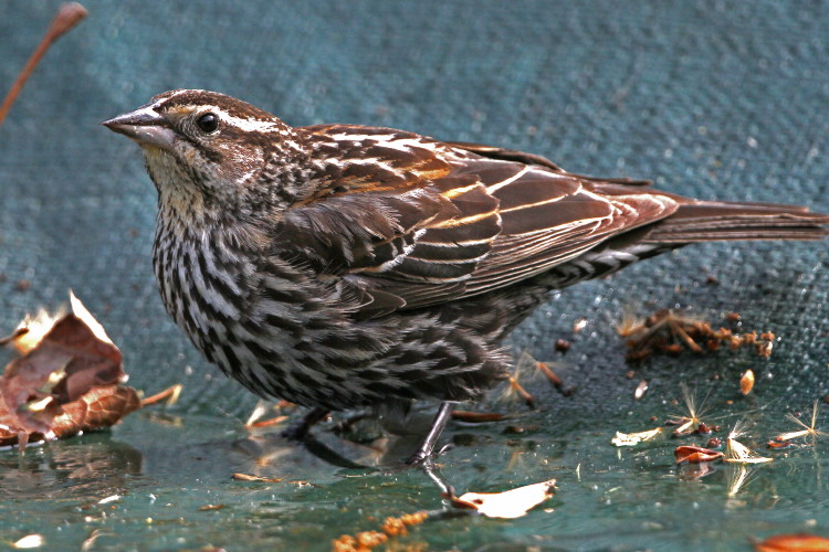 Red-winged Blackbird