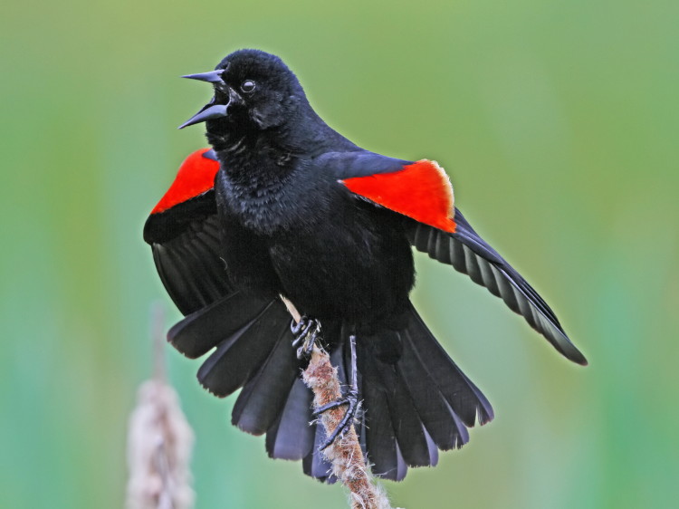Red-winged Blackbird