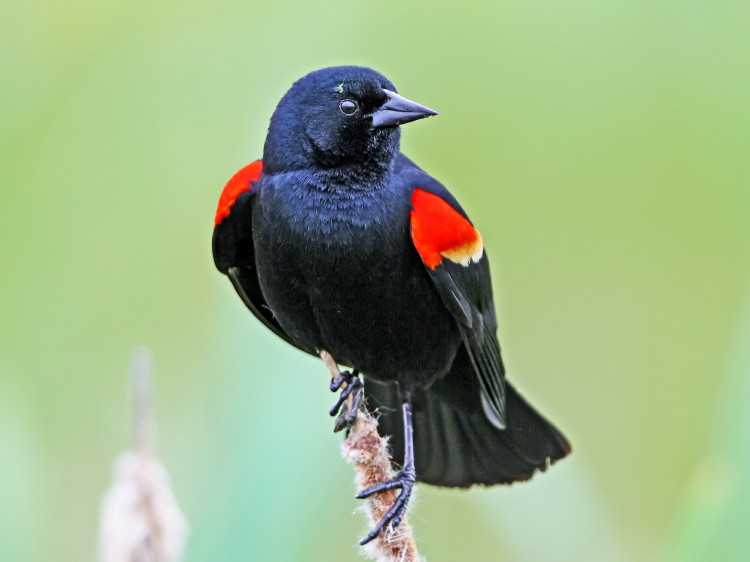 Red-winged Blackbird
