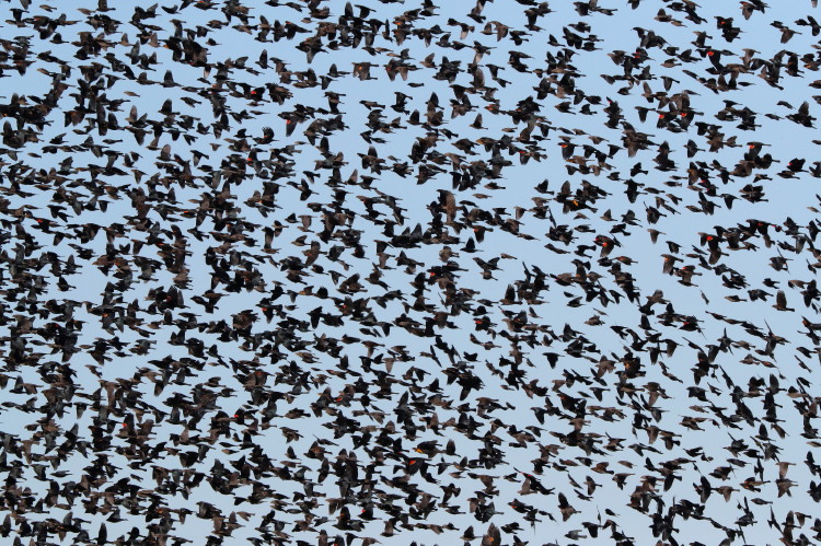 Red-winged Blackbird