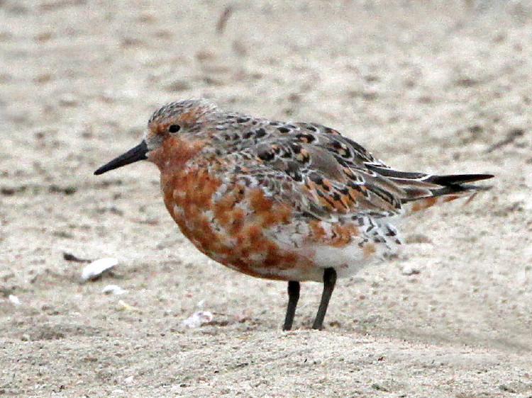 Red Knot