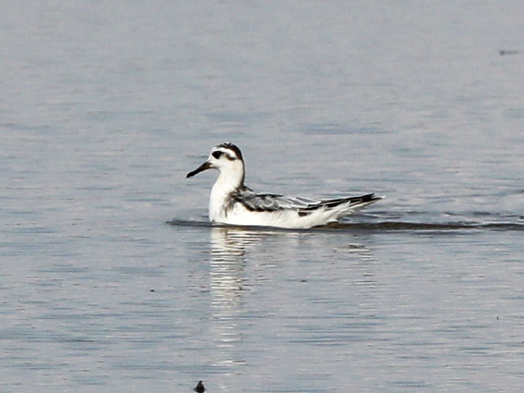 Red Phalarope