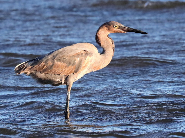 Reddish Egret